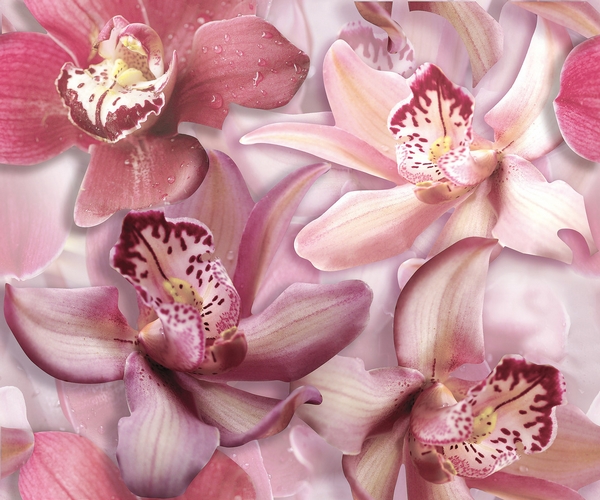 CERROL коллекция PORTO элемент Porto Orchid Lila komplet 50x60